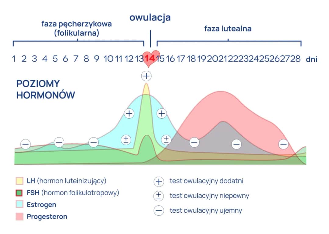 Jak wygląda owulacja? Kluczowe informacje o tym procesie i objawach