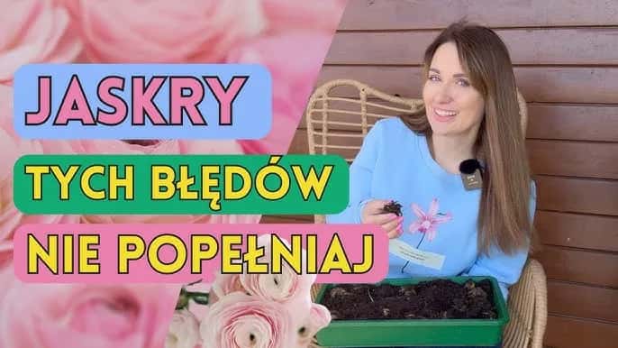 Jaskry kwiaty kiedy sadzić - uniknij błędów przy sadzeniu