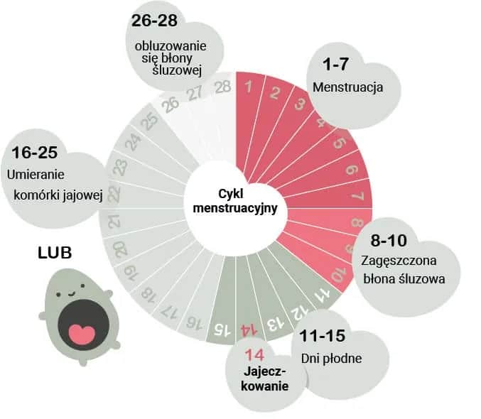 Kiedy zaczyna się owulacja? Sprawdź, jak obliczyć ten czas
