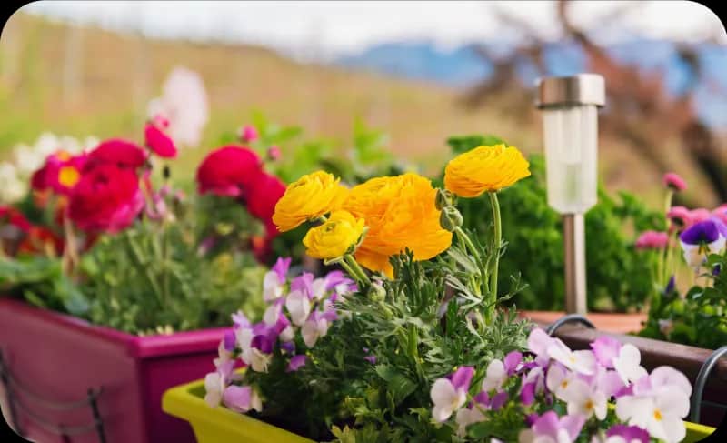 Jak sadzić cebulki jaskra azjatyckiego, aby uniknąć błędów?