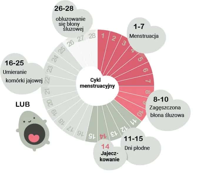 Jakie są objawy owulacji i jak je rozpoznać w swoim cyklu
