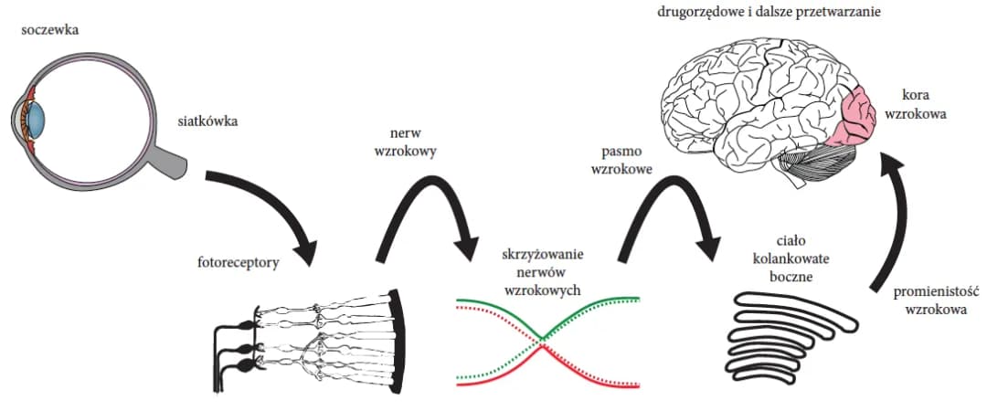 Jak działa narząd wzroku - zrozumienie procesu widzenia i anatomii