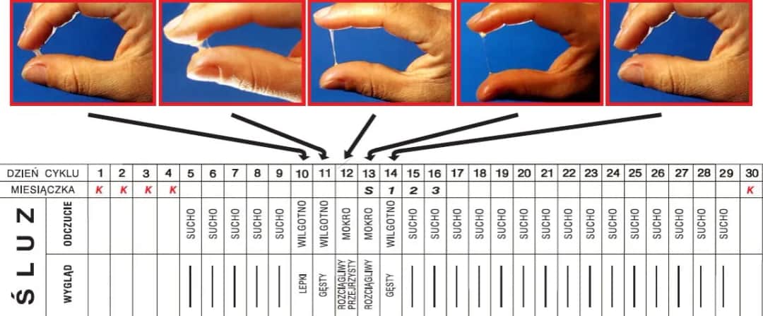 Co to owulacja? Kluczowe informacje o płodności i cyklu miesięcznym